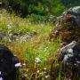 A gala Gilia garden in the glen.